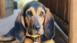 A vibrant dog park bathed in sunlight features abundant greenery with mature trees, offering ample shade for leisurely outdoor activities. In the distance is a well-equipped playground that presents an additional activity area. An inviting picnic table spreads out nearby, ideal for enjoying meals al fresco or taking relaxing breaks from play. A neatly-placed trash bin aids in maintaining the park's cleanliness for everyone's enjoyment. Dominating the scene is a generously wide dirt path gracefully curving through the expanse of grass, promising exploratory walks and lively fetch games.